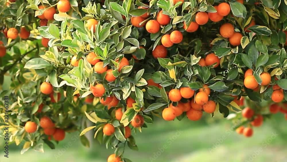 4K Video of orange tree at the garden for farming and tourism