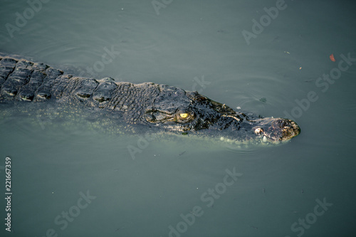 alligator