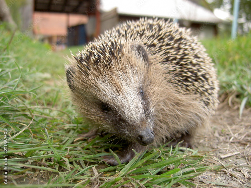 Fototapeta premium Hedgehog on green grass in daylight - 1