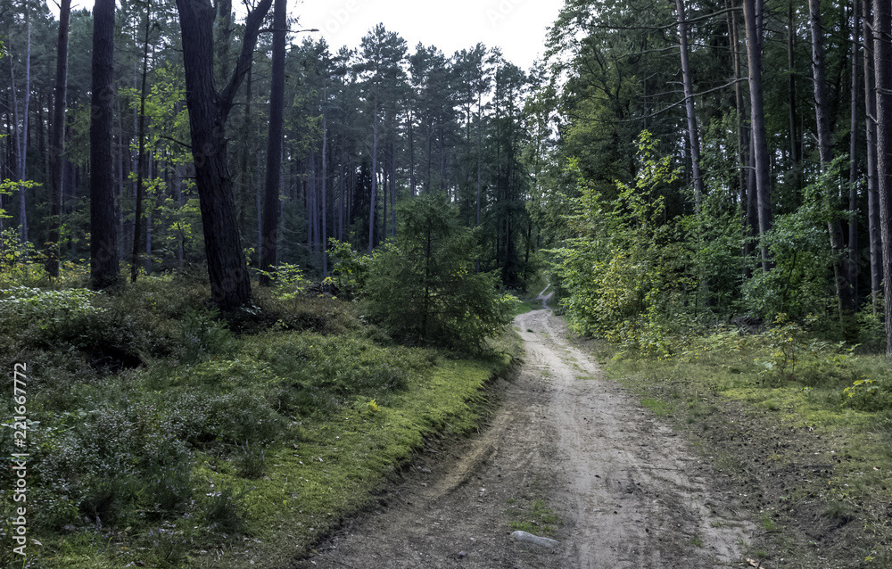 Obraz premium Road in Polish wild forest - Slowinski National Park, Poland