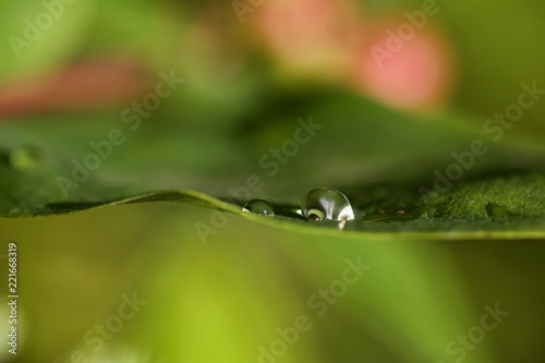 water drops on green grass