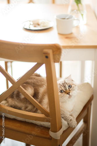  Beautiful scottish fold cat lies on a chair