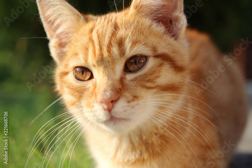 red orange cat © Mallagossa