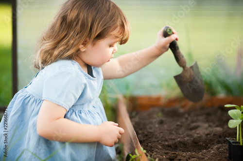 Obraz na płótnie Adorable little gardener plants cucumber seedlings in the ground.