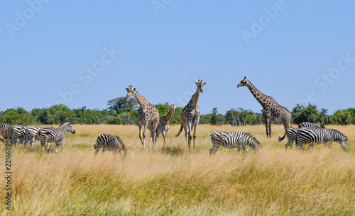 Giraffe in Chobe National Park