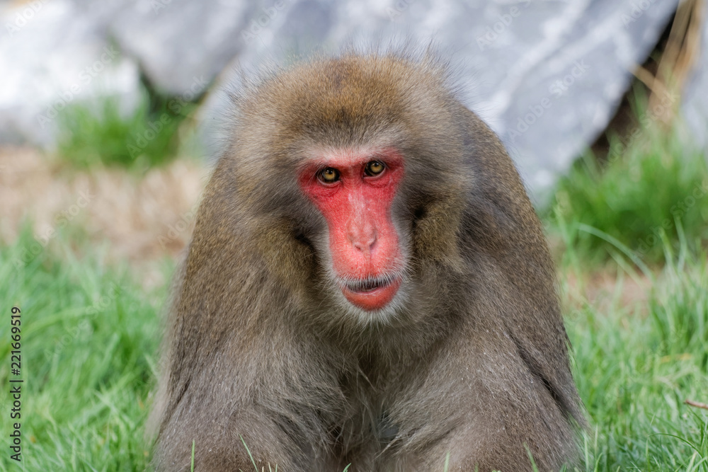 Obraz premium Macaque japonais en gros plan