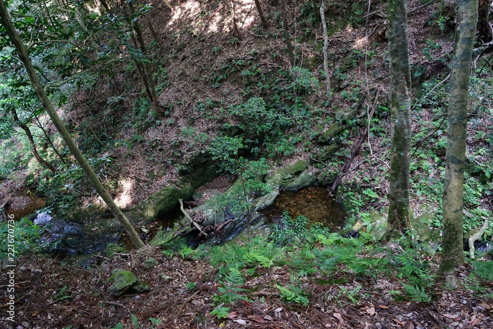 Fototapeta premium izumo forest