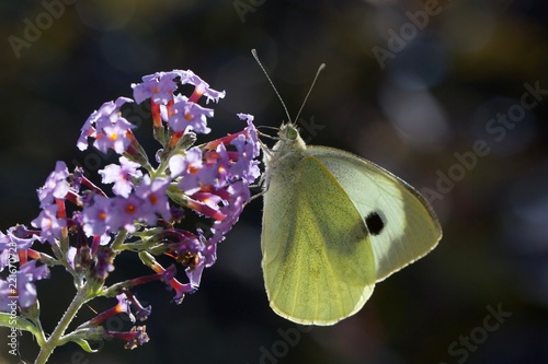 Large WhiteButterfly on Buddleia - butterfly on flower photo
