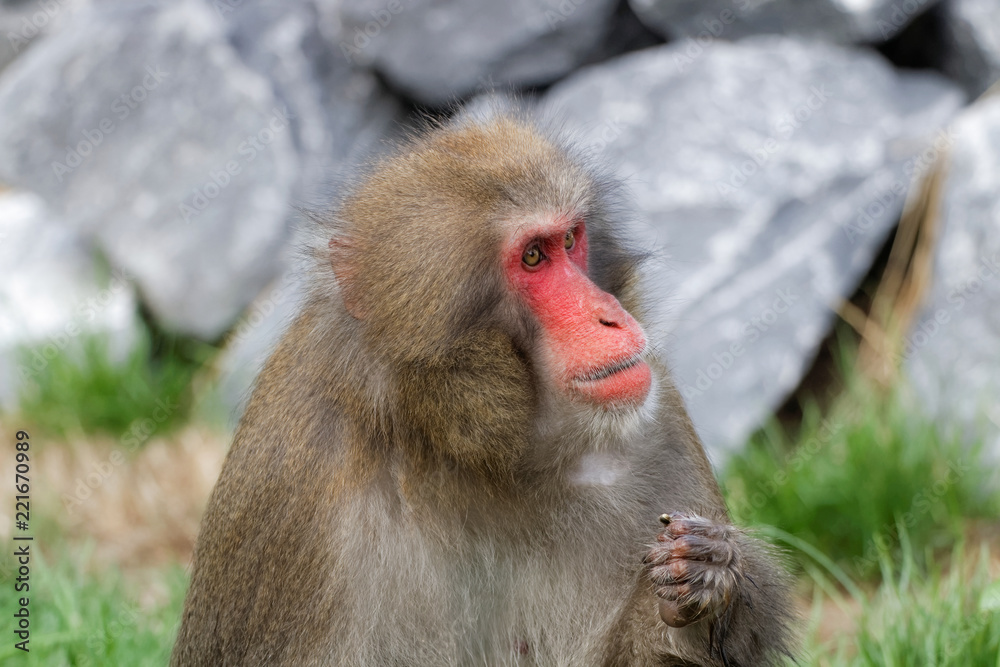 Naklejka premium Macaque japonais en gros plan