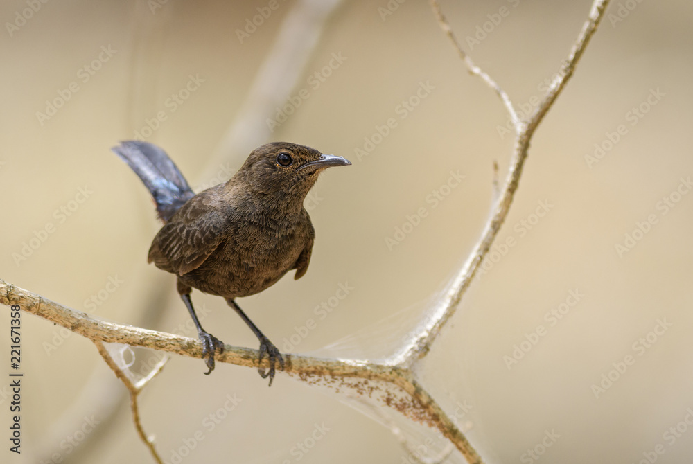 Ceylon Whistling-thrush - Myophonus blighi, small shy perching bird from Sri Lanka forests and woodlands. Ceylon Whistling-thrush - Myophonus blighi, small shy perching bird from Sri Lanka forests and woodlands.
