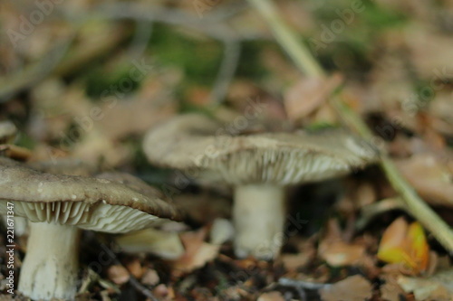 Mushrooms and leaves