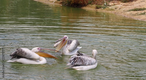 Photography that is showing a great white pelican (scientific name: Pelecanus onocrotalus)