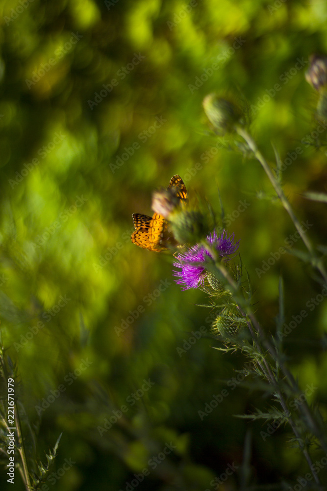 Butterfly On Milk Thistle Flower In Blue Ridge Mountains Butterfly On Milk Thistle Flower In Blue Ridge Mountains