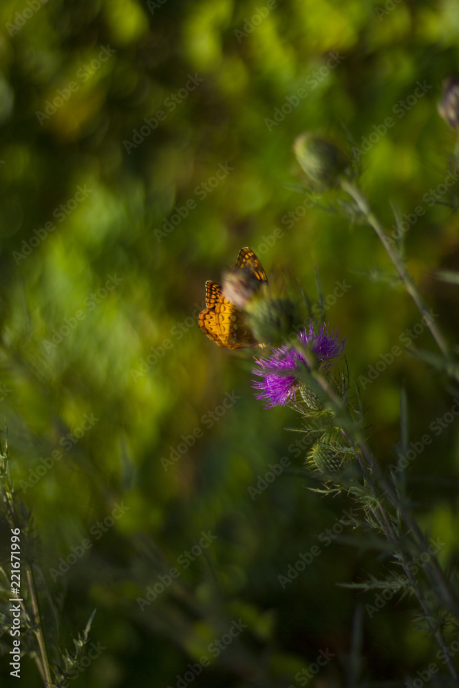 Butterfly On Milk Thistle Flower In Blue Ridge Mountains Butterfly On Milk Thistle Flower In Blue Ridge Mountains