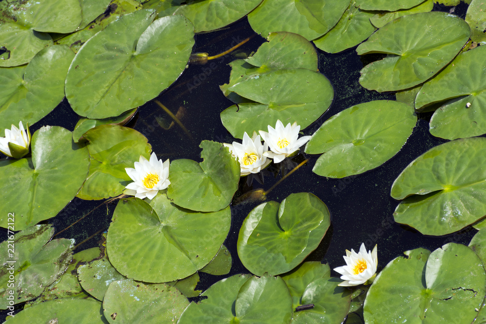 water Lily flowers with leaves on the water surface water Lily flowers with leaves on the water surface