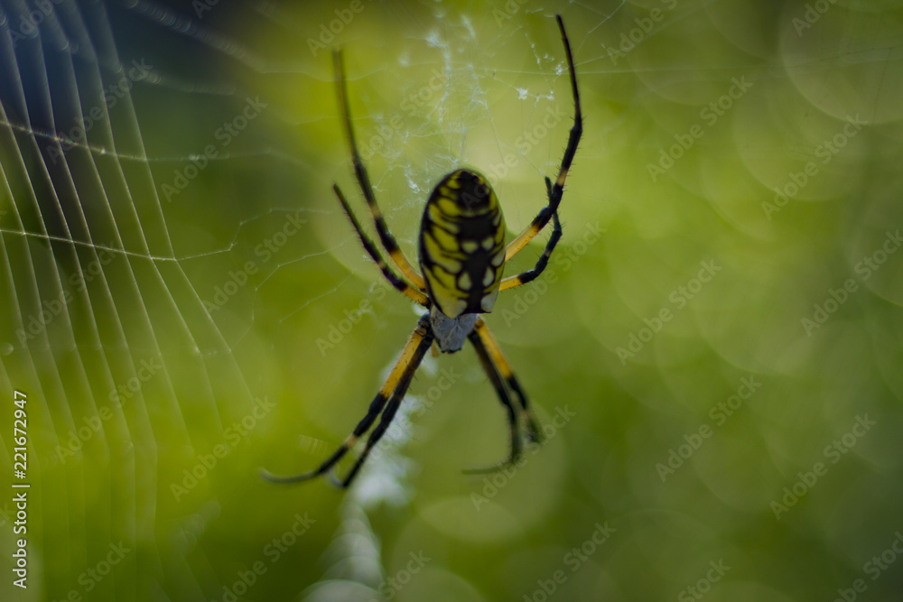 Large Orb Weaving Spider, Yellow And Black Garden Spider Large Orb Weaving Spider, Yellow And Black Garden Spider
