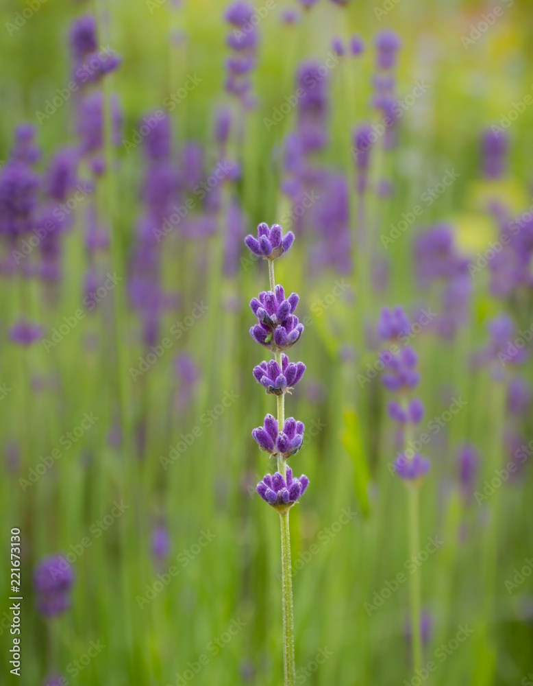 Obraz premium Lavender Flower