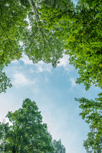 Treetop, canopy of the tree