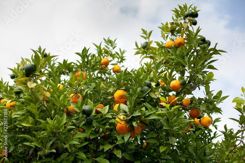 Close up of ripe tangerines hanging from tree branches, Valencia, Spain. Summer background. Copy space