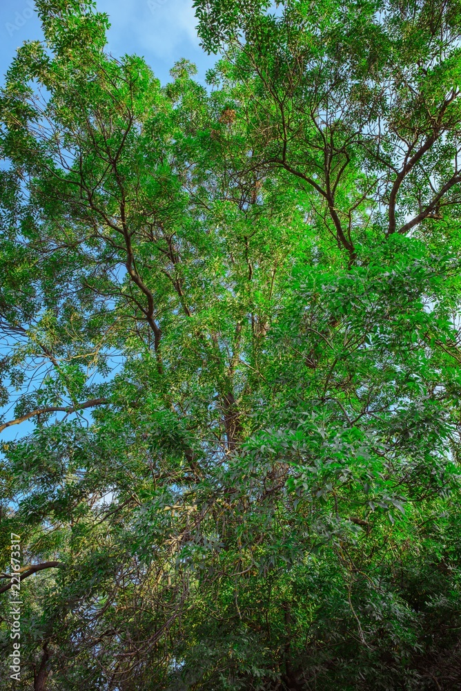 Fototapeta premium Treetop, canopy of the tree