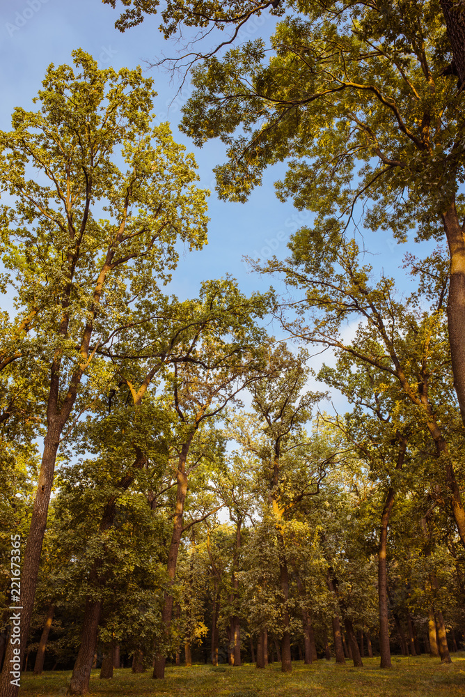 Fototapeta premium Park in summer