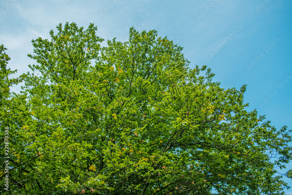 Fototapeta premium Treetop, canopy of the tree
