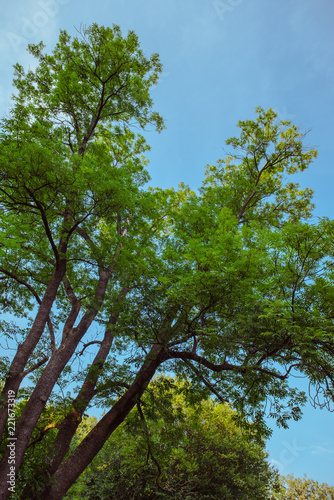 Treetop, canopy of the tree