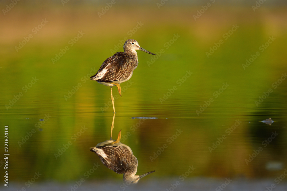 Hunting common greenshank (Tringa nebularia) Hunting common greenshank (Tringa nebularia)