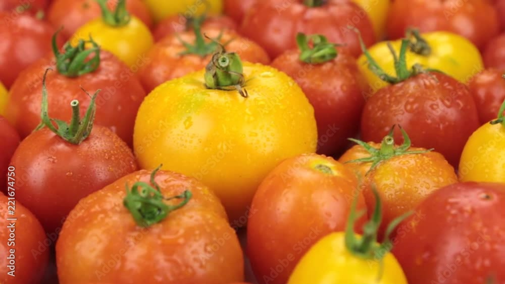 Close-up. Rotation of natural ripe yellow tomatoes in drops of dew. Food Close-up. Rotation of natural ripe yellow tomatoes in drops of dew. Food