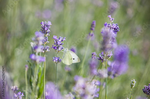 Butterfly over lavender flowers. Close-up of flower field background. Design template for lifestyle illustration.