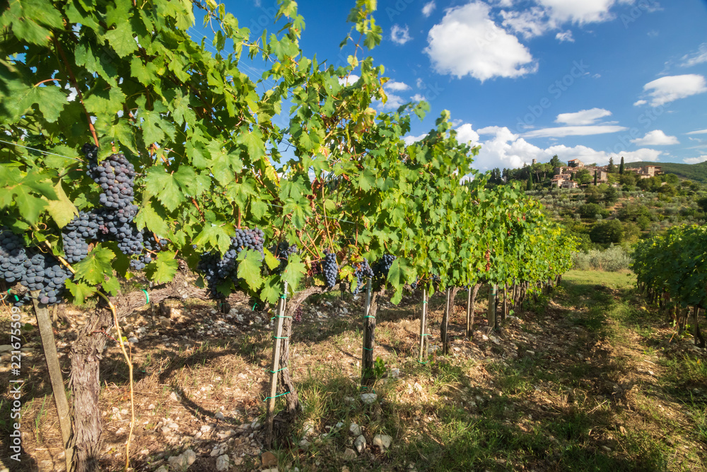 Chianti, September 2018: Harvest in Tuscan vineyard landscape with red wine grapes and castle in the background, on September 2018 in Chianti, Tuscany, Italy