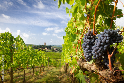 Harvest in Chianti vineyard landscape with red wine grapes and characteristic abbey in the background, Tuscany, Italy photo