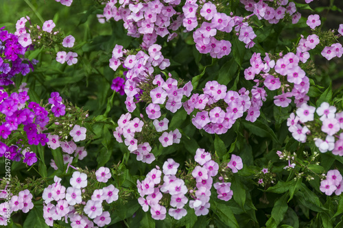 Flower phlox. Large flowerbed in the garden