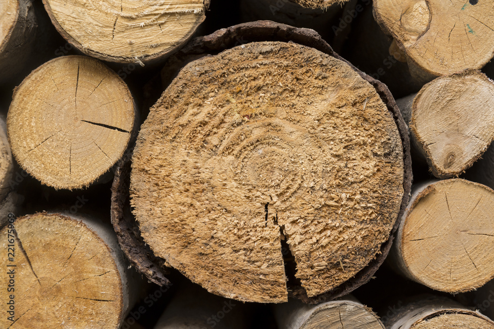 sawed tree trunks, sawed, wood, wood texture, natural, material, decor, logs, sawed tree trunks, sawed, wood, wood texture, natural, material, decor, logs,