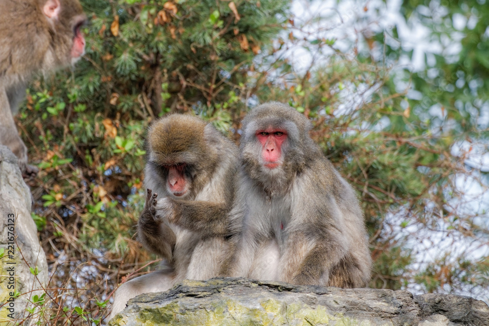 Naklejka premium Macaque japonais toilettage et épouillage