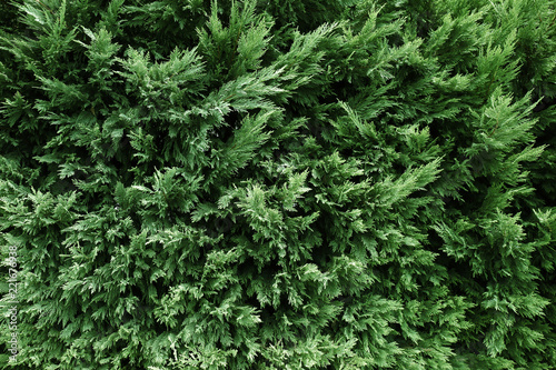 Beautiful evergreen conifer bushes as background, closeup