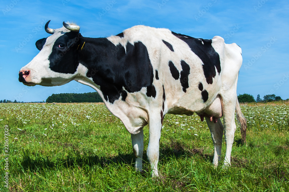 Dairy cow on pasture Dairy cow on pasture