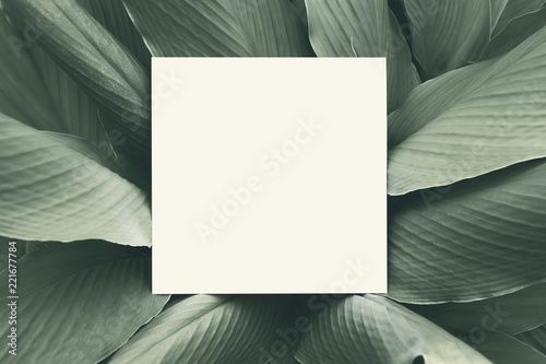 Paper mock up white card on a green Galingale leaves. Creative layout with nature concept.
