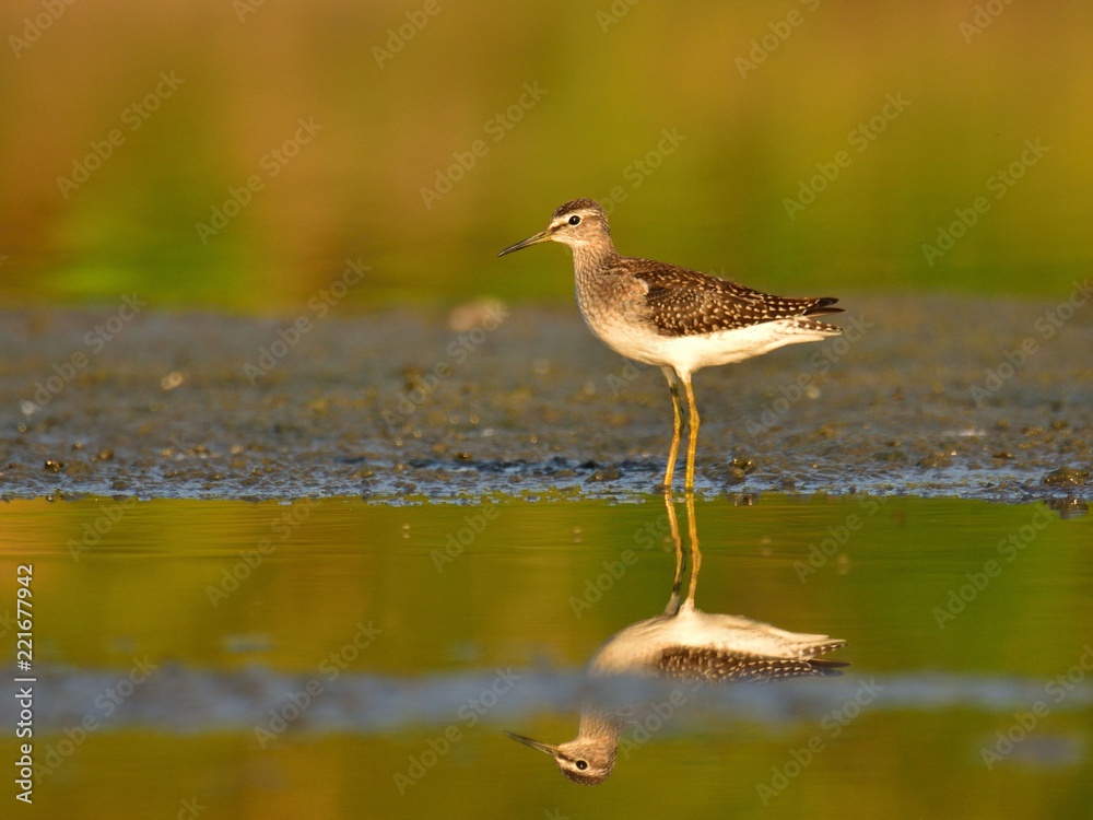 The wood sandpiper (Tringa glareola) hunting for worms The wood sandpiper (Tringa glareola) hunting for worms