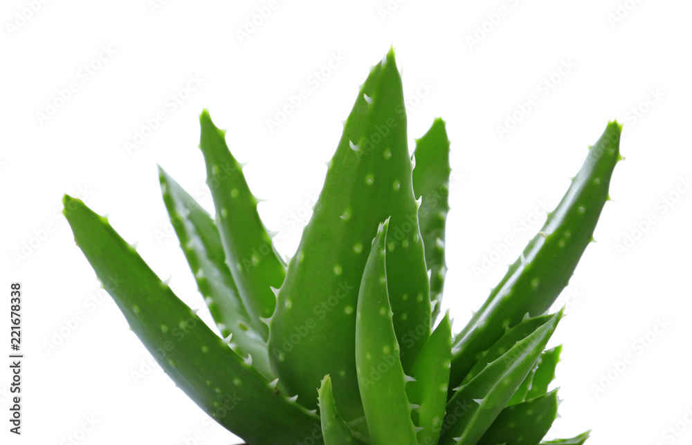 Aloe vera with lush foliage on white background Aloe vera with lush foliage on white background