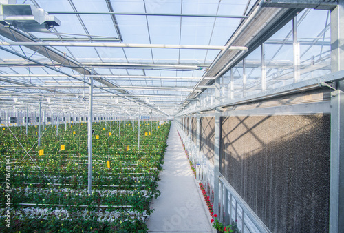 large industrial greenhouse with Dutch roses, the overall plan