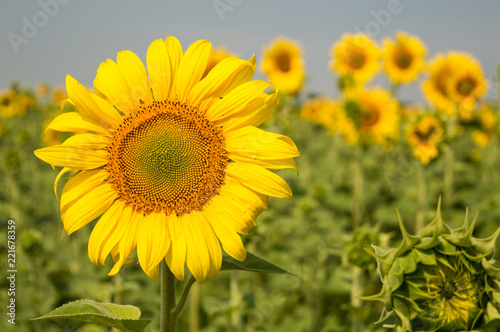 Sunflowers close-up on a hot summer day