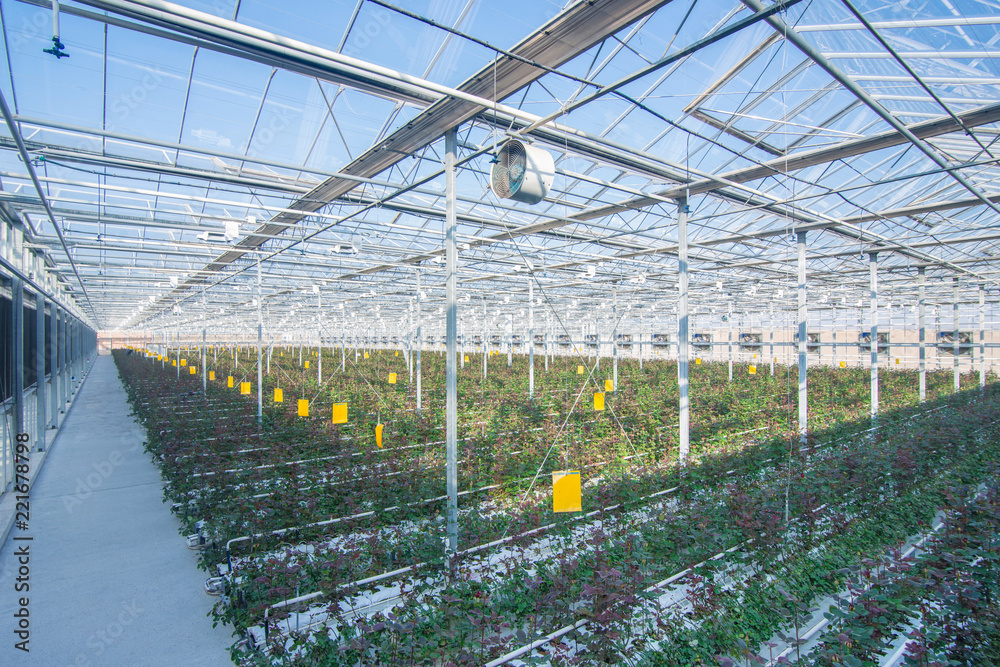 large industrial greenhouse with Dutch roses, the overall plan