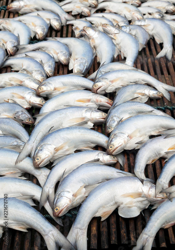 Dried fish on the grid in the sunny day	