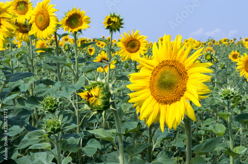 Fototapeta Naklejka Na Ścianę i Meble -  Sunflowers close-up on a hot summer day