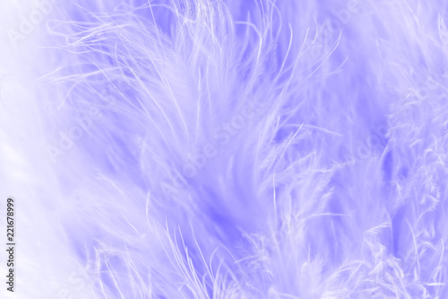 Macro shot of purple bird fluffy feathers in soft and blur style