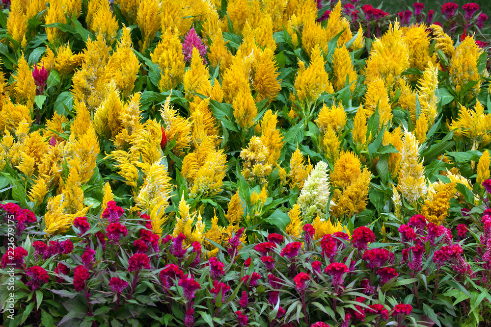 Cockscomb flowers in the park. Cockscomb flowers in the park.