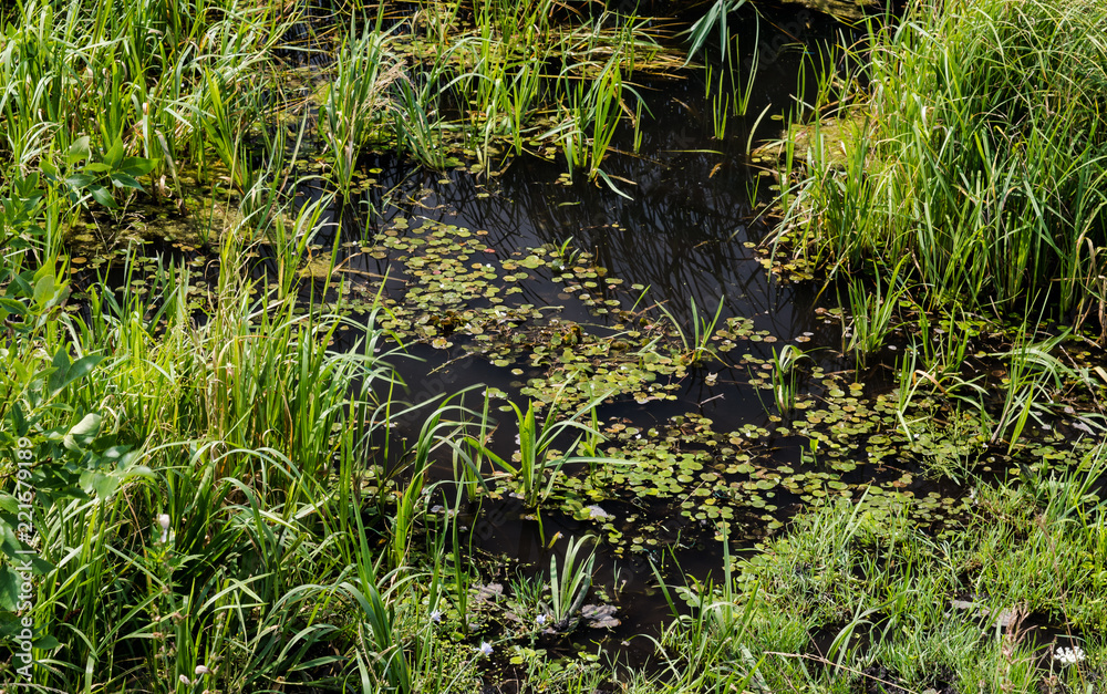 The quagmire near the swamp near the river The quagmire near the swamp near the river
