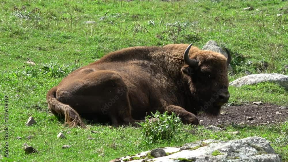 Closeup bison in national park Dombai, Caucasus, Russia, Europe Closeup bison in national park Dombai, Caucasus, Russia, Europe