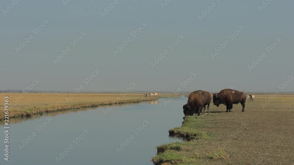 Watering-place landscape with two wild male buffalo in foreground of different animals (1080p, 25fps) Watering-place landscape with two wild male buffalo in foreground of different animals (1080p, 25fps)